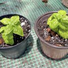 basil plant Organic In Pot Edible