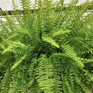 boston fern live plant In Basket