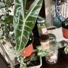 Alocasia Longiloba 4"" Pot Low Maintenance Indoor Or Outdoor