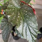 Begonia Black In pot