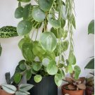 live plants indoor potted chinesse money plant peperomia