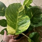 golden pothos Variagate With Roots Giant Size In Pot Leaf Growth More Than 12”
