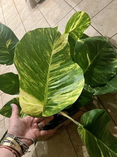 golden pothos Variagate With Roots Giant Size In Pot Leaf Growth More Than 12&acirc;��