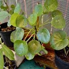 chinese money plant pilea peperomioides