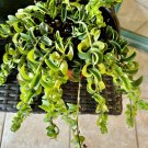 hoya house plants Med Size With Pot Included