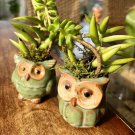 succulents live plants rooted