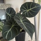 Alocasia Wentii Or New Güines Big Size 6” Vase Included