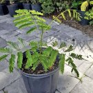 flamboyant tree In Color To Choose; Blue Red And Yellow Flowers Comes With Pot