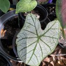 caladium plant In Vase