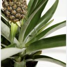 pineapple plant In Vase Organic And Edible