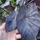 black elephant ear plant In Pot