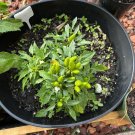 Fresh peppers organics and edible for cook plant in pot