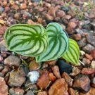 Watermelon peperomia with pot easy maintenance indoor or outdoor