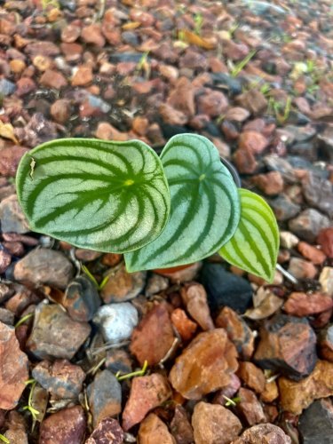 Watermelon peperomia with pot easy maintenance indoor or outdoor
