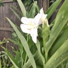 butterfly ginger plant In Pot Live Plant