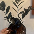 live plants indoor potted zz plant with pot choose green or black