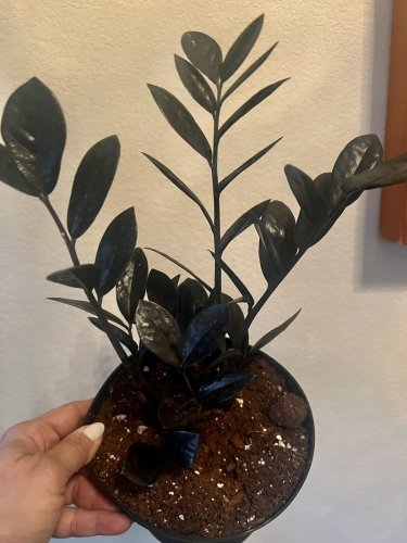 live plants indoor potted zz plant with pot choose green or black