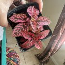 Polka dots live plant included pot