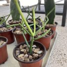 pencil cactus plant In Pot