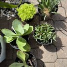 succulents live plants rooted In Vase