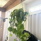 Large Heart Pothos In Basket 6”  hanging plant indoor or outdoor easy care
