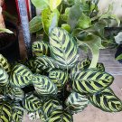 Peacock Live Plant Indoor Or Outdoor Low Maintenance And Vase