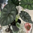 Alocasia Dragon Scale African Indoor Or Outdoor Low Maintenance