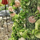 Hoya Indu Rope Babies With Roots In Pot Easy plant Exotic