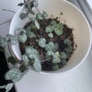 string of hearts plant pink In Pot