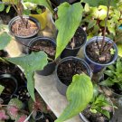 bat flower plant In Vase