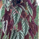 begonia plants houseplants Cuttings With Pot Included
