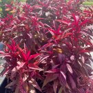 Dragon Breath Plant in pot Medium Plant
