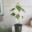 Maple Tree Organic In Pot