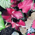 Live Plant Red Ruffle Premium Plant With Pot