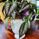persian shield plant With Vase Included And Cristal 6” Pot