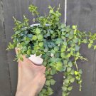 Million Hearts Plant In Pot