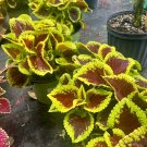 Begonias live plant choose your favorite indoor & outdoor easy maintenance