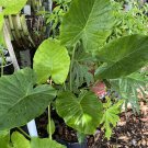 Alocasia Adora Huge Plant In Vase