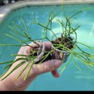 Rhipsalis Baccifera / cappiliformisin In Vase