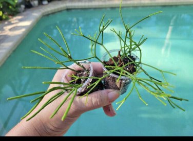 Rhipsalis Baccifera / cappiliformisin In Vase