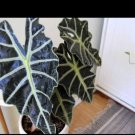 alocasia black velvet In Pot