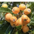 loquat tree Organic On Vase 4”