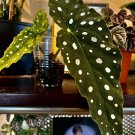 Begonia Maculata Plant With Pot Included Med Size