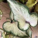 caladium plants full Growth 12” Pot Included