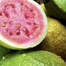 Guava plant with organic pot included small/med size organic compost soil