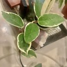 live plants indoor free joya plant indoor or outdoor easy maintenanc