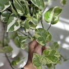 live pothos Enjoy Plant Pot