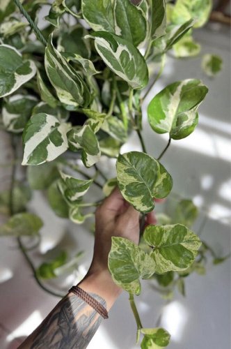 live pothos Enjoy Plant Pot