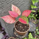 aglonema pictum tricolor In Pot