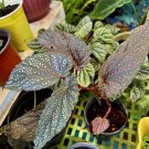 begonia Angel Wing Pink plants houseplants In Pot